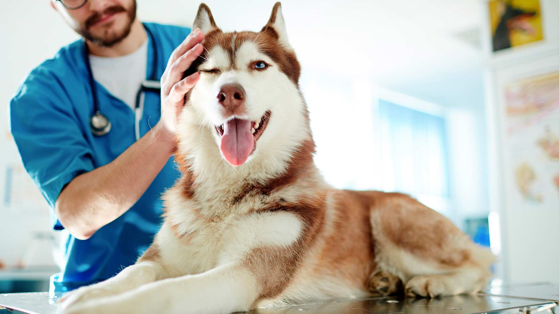 Exemplo De Currículo De Auxiliar De Veterinário