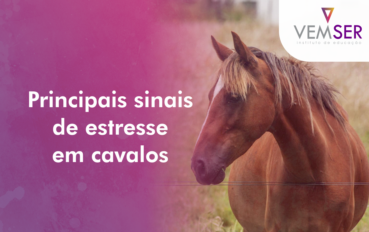 Como entender os sinais e o comportamento dos cavalos